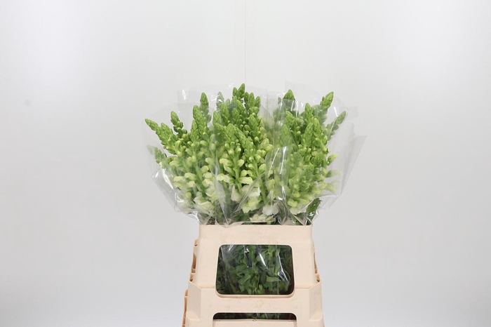 <h4>Antirrhinum - Po Early White</h4>