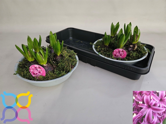 <h4>ARR HYACINTH</h4>