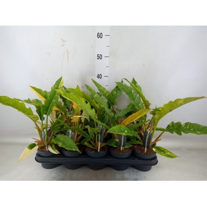 Philodendron  'Ring of Fire'