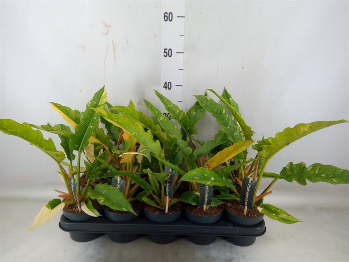 <h4>Philodendron  'Ring of Fire'</h4>