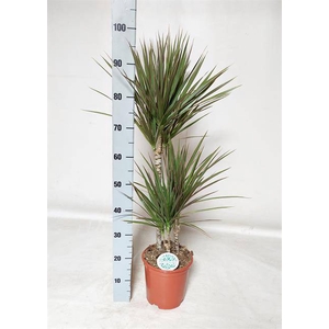 Dracaena marginata Bicolor 21Ø 100cm 3pp