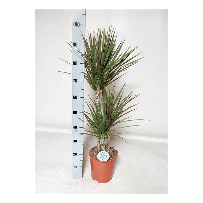 <h4>Dracaena marginata Bicolor 21Ø 100cm 3pp</h4>