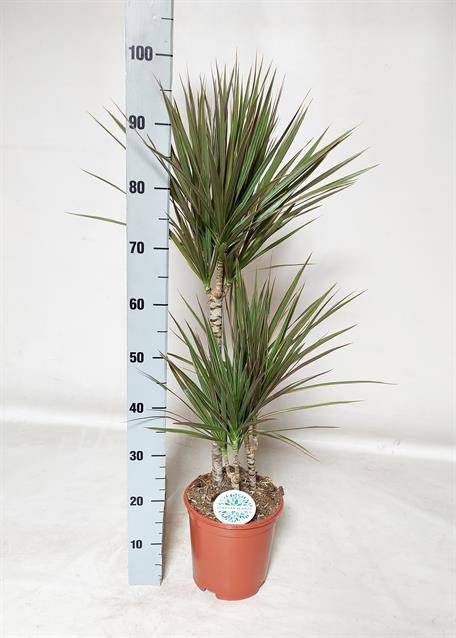 Dracaena marginata Bicolor 21Ø 100cm 3pp