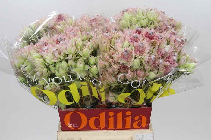 <h4>Blushing Bride Bridal Pink</h4>