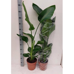 STRELITZIA NICOLAI