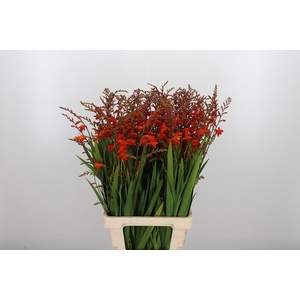 Crocosmia Klbl Red King