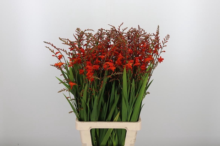 <h4>Crocosmia Klbl Red King</h4>