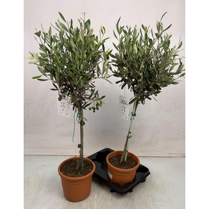 OLEA EUROPAEA