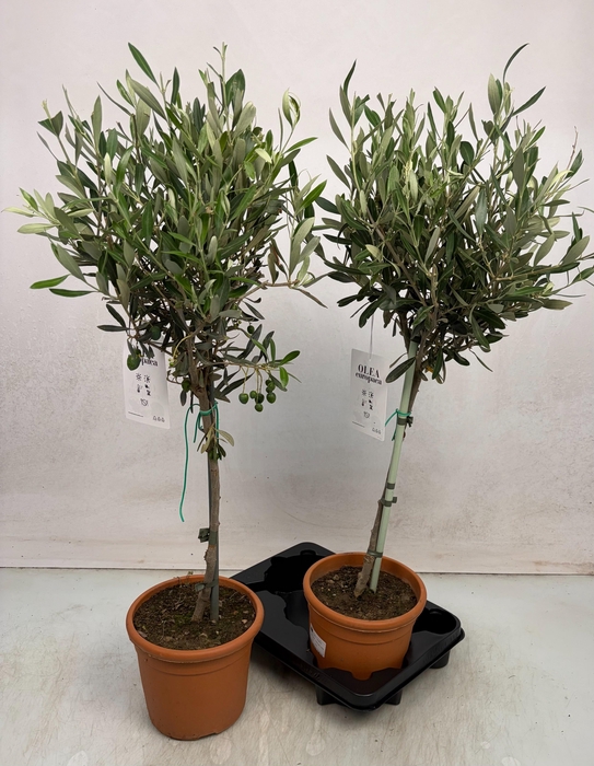 <h4>OLEA EUROPAEA</h4>