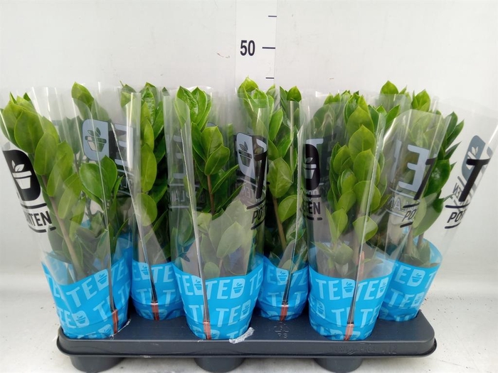 <h4>Zamioculcas zamiifolia</h4>