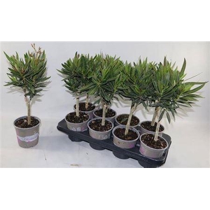 Nerium Oleander Ov Stam