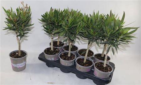 <h4>Nerium Oleander Stam 4 Branche</h4>