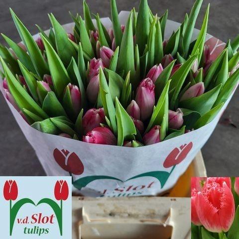 <h4>TU FR ULIANA</h4>