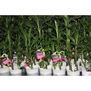 DRACENA LUCKY BAMBOO P12