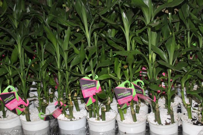<h4>DRACENA LUCKY BAMBOO P12</h4>