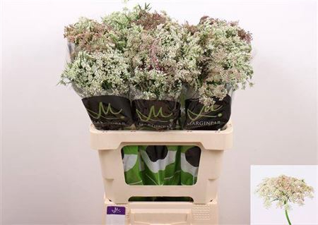 <h4>Daucus Carota Dara</h4>