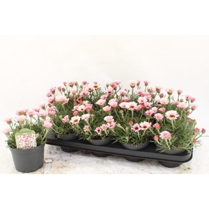 RHODAN H ZAGORA PINK
