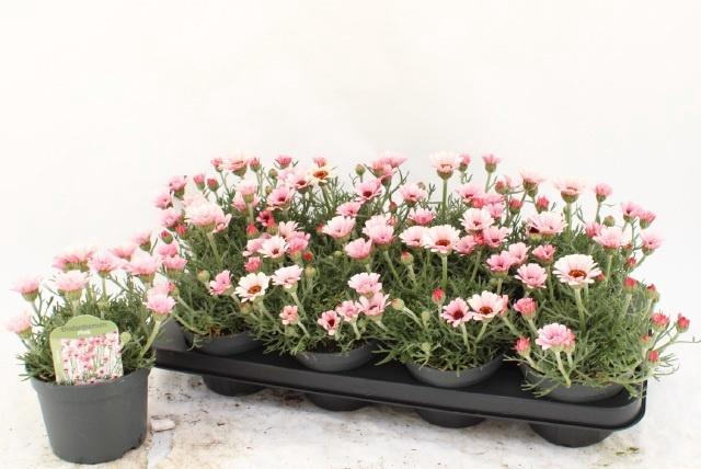 <h4>RHODAN H ZAGORA PINK</h4>