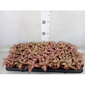 Fittonia  'Mosaic Pink Forest Flam'