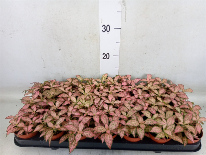 <h4>Fittonia  'Mosaic Pink Forest Flam'</h4>