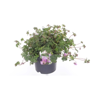 Geranium cant. Karmina