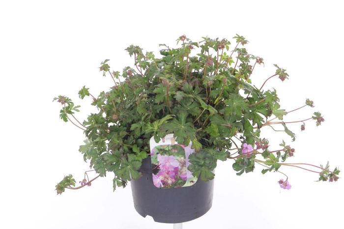 <h4>Geranium cant. Karmina</h4>