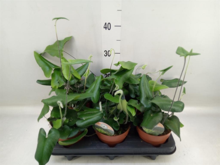 <h4>Hemionitis arifolia</h4>