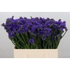 Limonium Navy Sun Birds