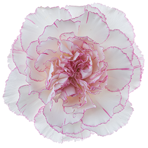 DIAN.ST. Pastel Damascus