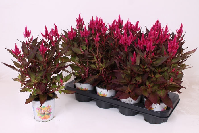 <h4>CEL PL KEL AT N PINK</h4>