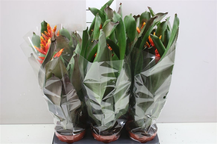<h4>Aechmea Elegant Flame</h4>