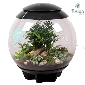 Terrarium XXL Exclusive zwart met arrangement groene planten 9pp