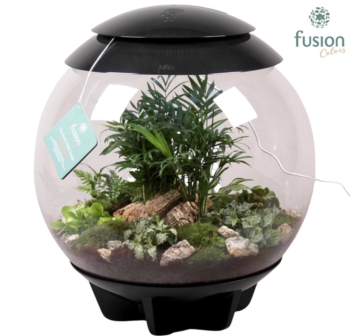 <h4>Terrarium XXL Exclusive zwart met arrangement groene planten 9pp</h4>