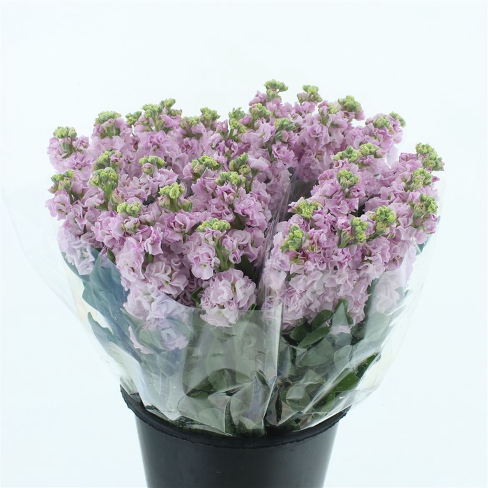 <h4>Matth Incana Iron Cherry Blossom</h4>