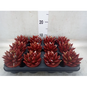 Echeveria  'Miranda'