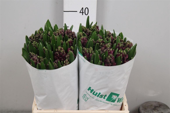 <h4>Hyac Woodstock</h4>