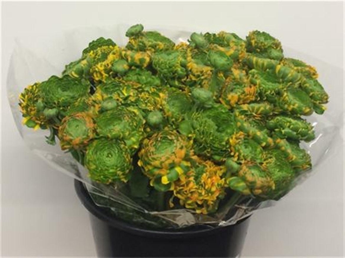 <h4>Ran Ponpon Merlino Orange</h4>