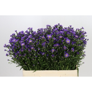Aster Casamare