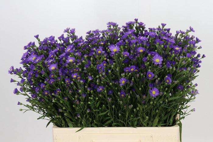 <h4>Aster Casamare</h4>