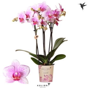 Kolibri Orchids Phalaenopsis Mineral Rotterdam 3 spike