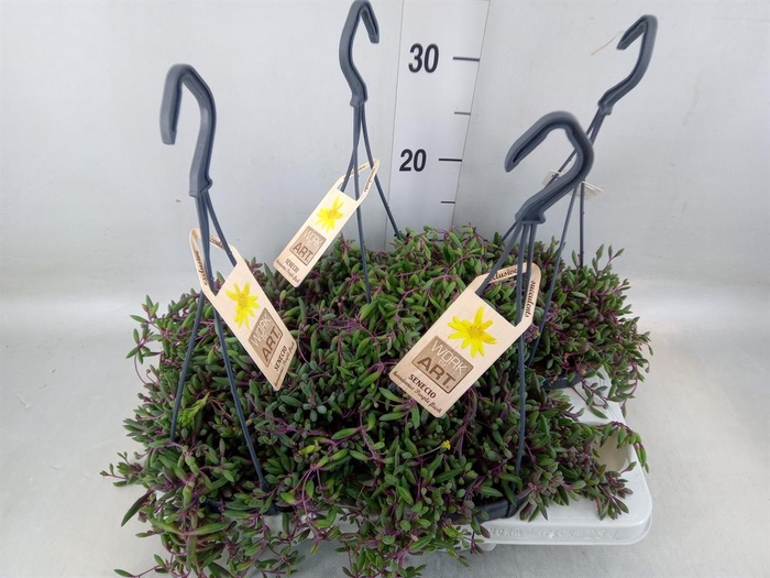 <h4>Senecio   ...</h4>