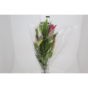 LIRIO ORIENTAL BACARDI 080 CM HT MIN 2 FLS