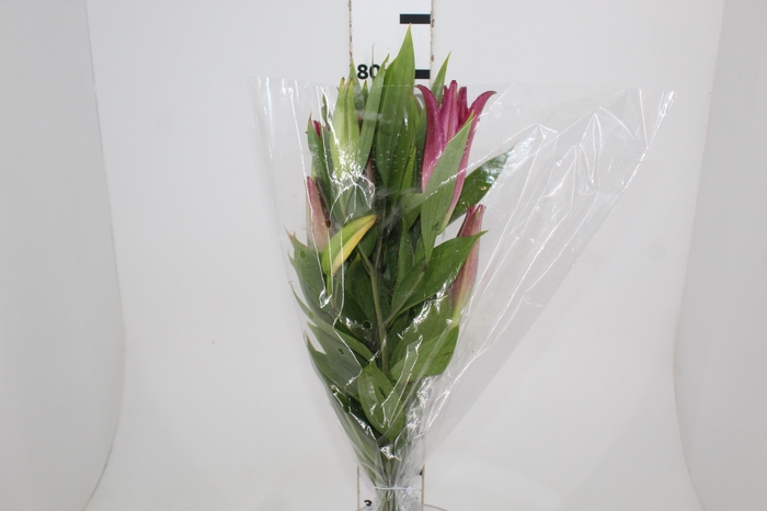 <h4>LIRIO ORIENTAL BACARDI 080 CM HT MIN 2 FLS</h4>