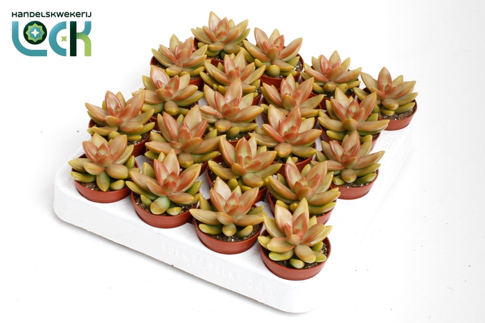 <h4>Sedum Adolphii</h4>