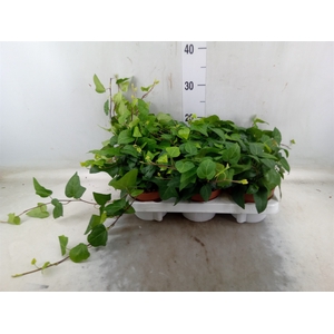 Hedera helix 'Mein Herz'