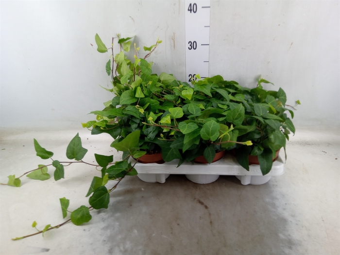 <h4>Hedera helix 'Mein Herz'</h4>