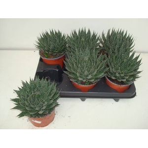 ALOE ARISTATA