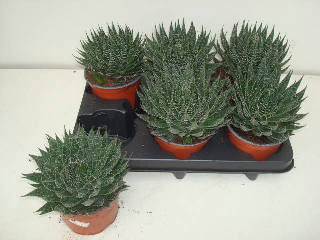 <h4>ALOE ARISTATA</h4>