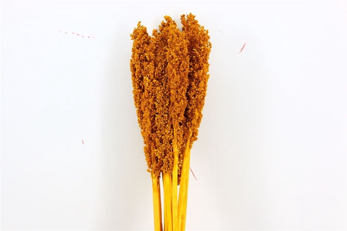 <h4>Dried Sorghum 6pc Yellow Ocker Bunch</h4>