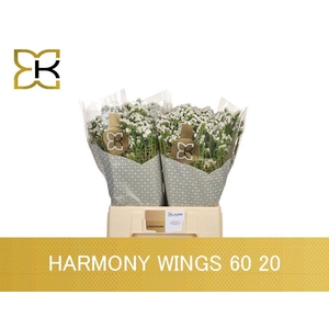 LIM S HARMONY WINGS